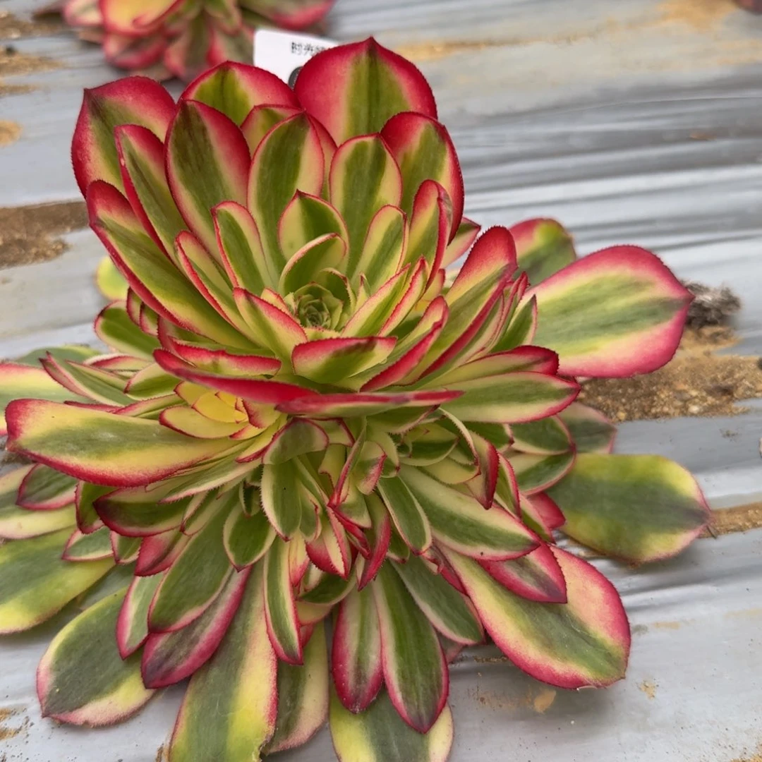 679荔枝。多肉植物