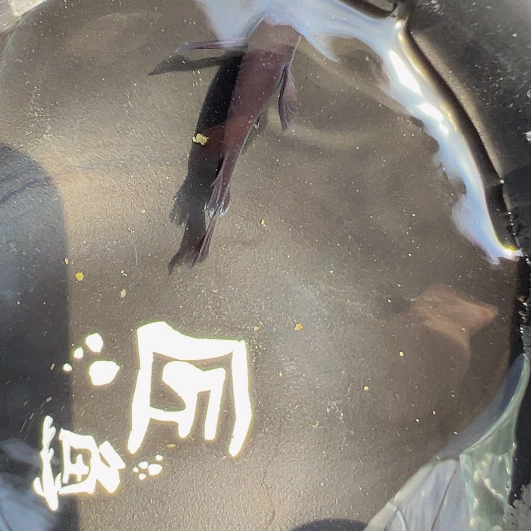 S***n海水鱼曜変天目真长鳍地球眼1