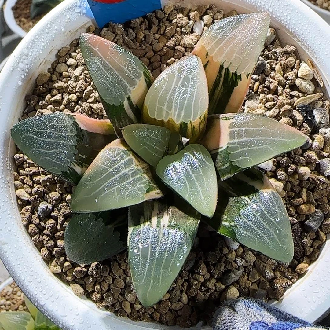 76号朱庇特克锦 极上斑 8 厘米左右一物一拍带盆发货