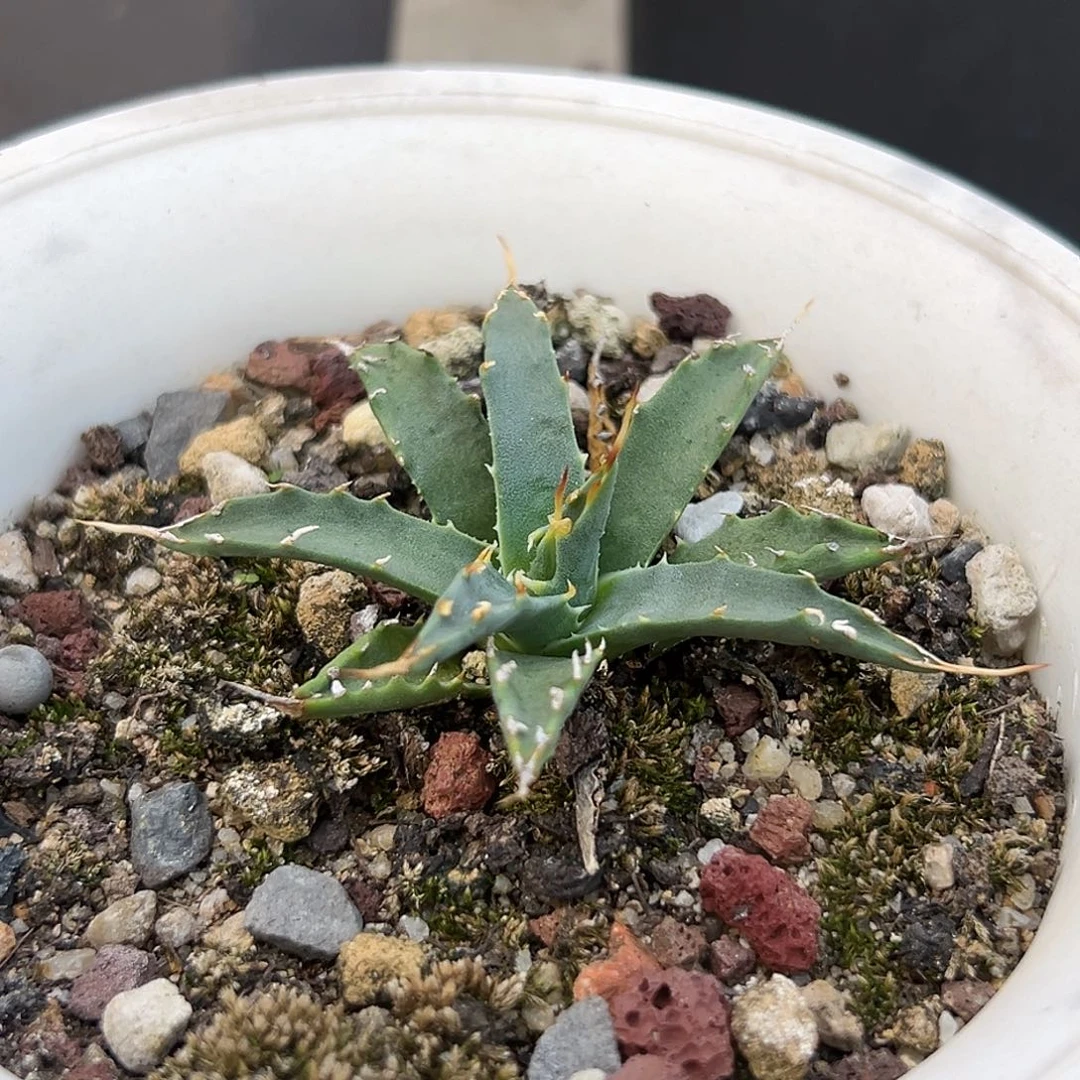 eb妖炎一物一拍偏远不包邮不退不换