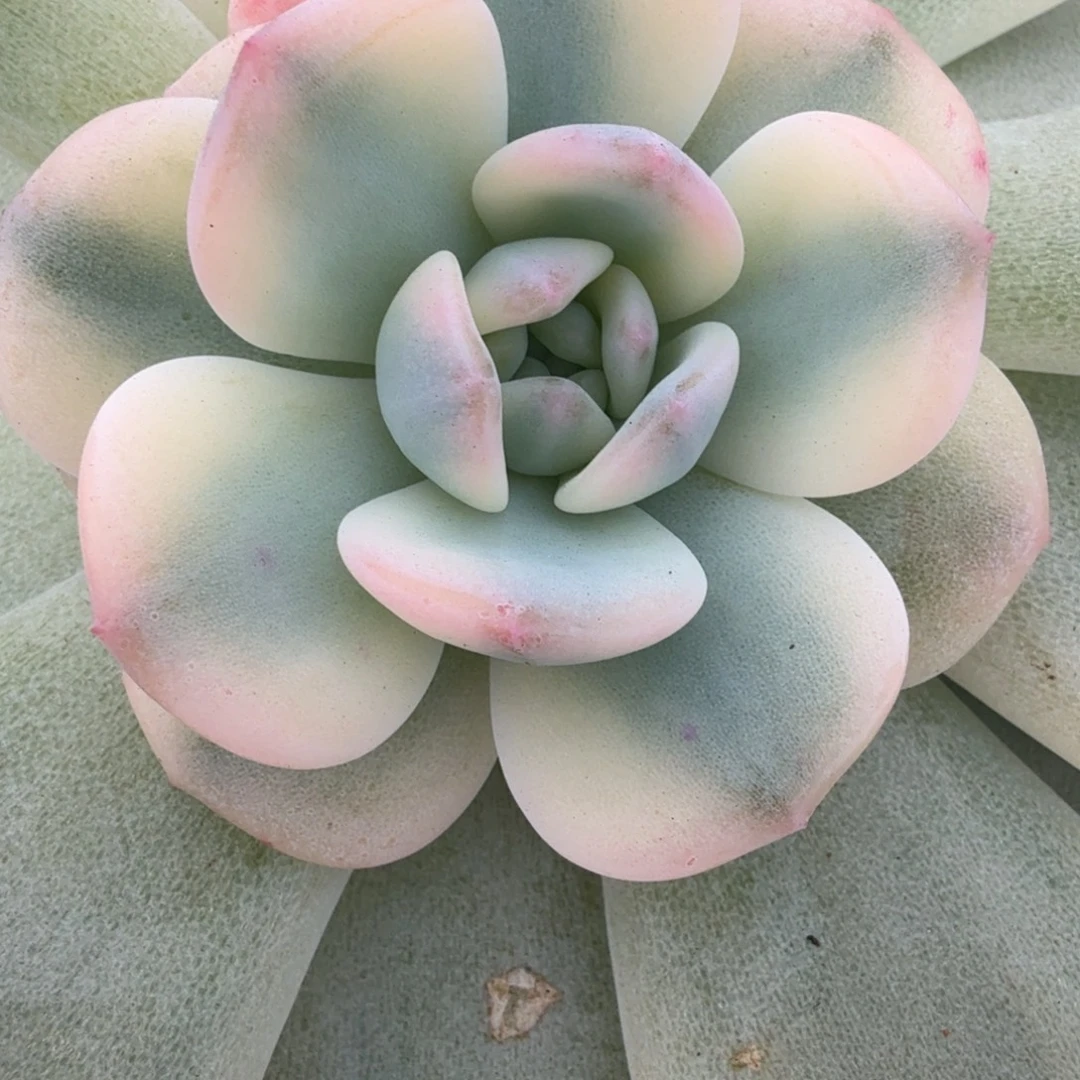 星颖锦多肉锦植物