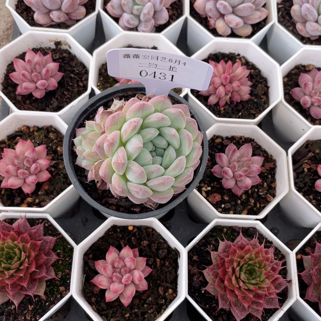 薇薇安园艺多肉0431