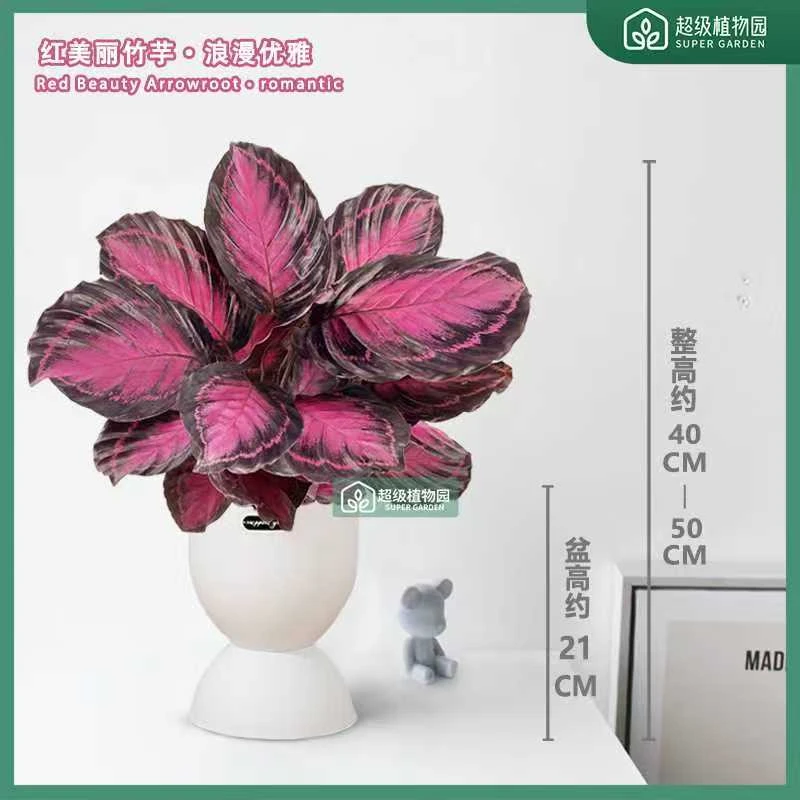 幸运女神红玫瑰竹芋彩叶芋植物室内观叶绿植盆栽客厅喜阴观叶植物