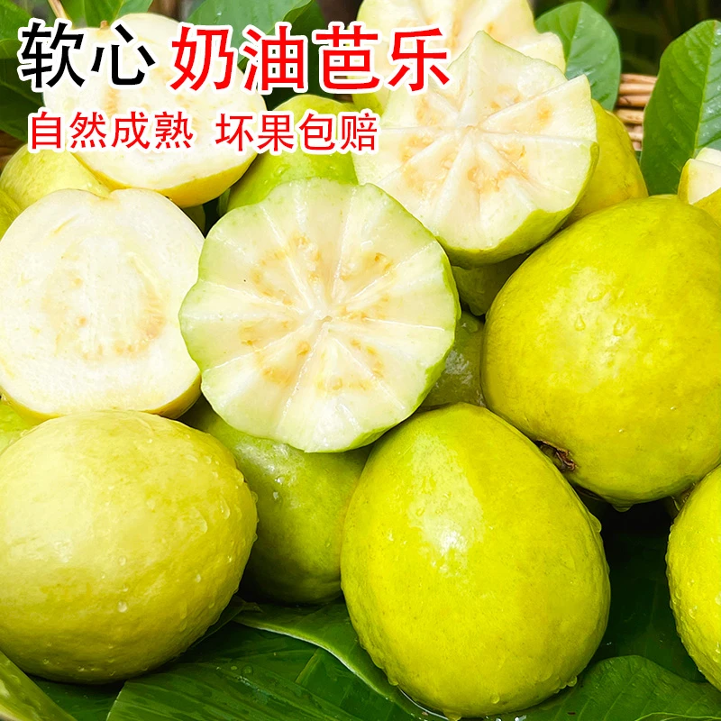 树上熟正宗广西白心奶油芭乐现摘现发口感软糯香甜