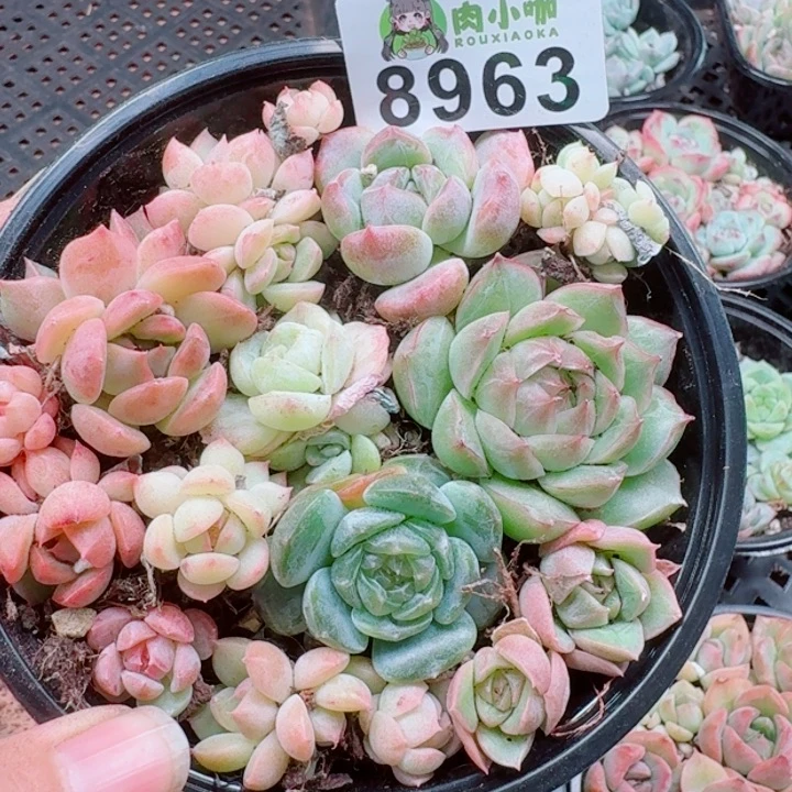多肉植物多肉植物