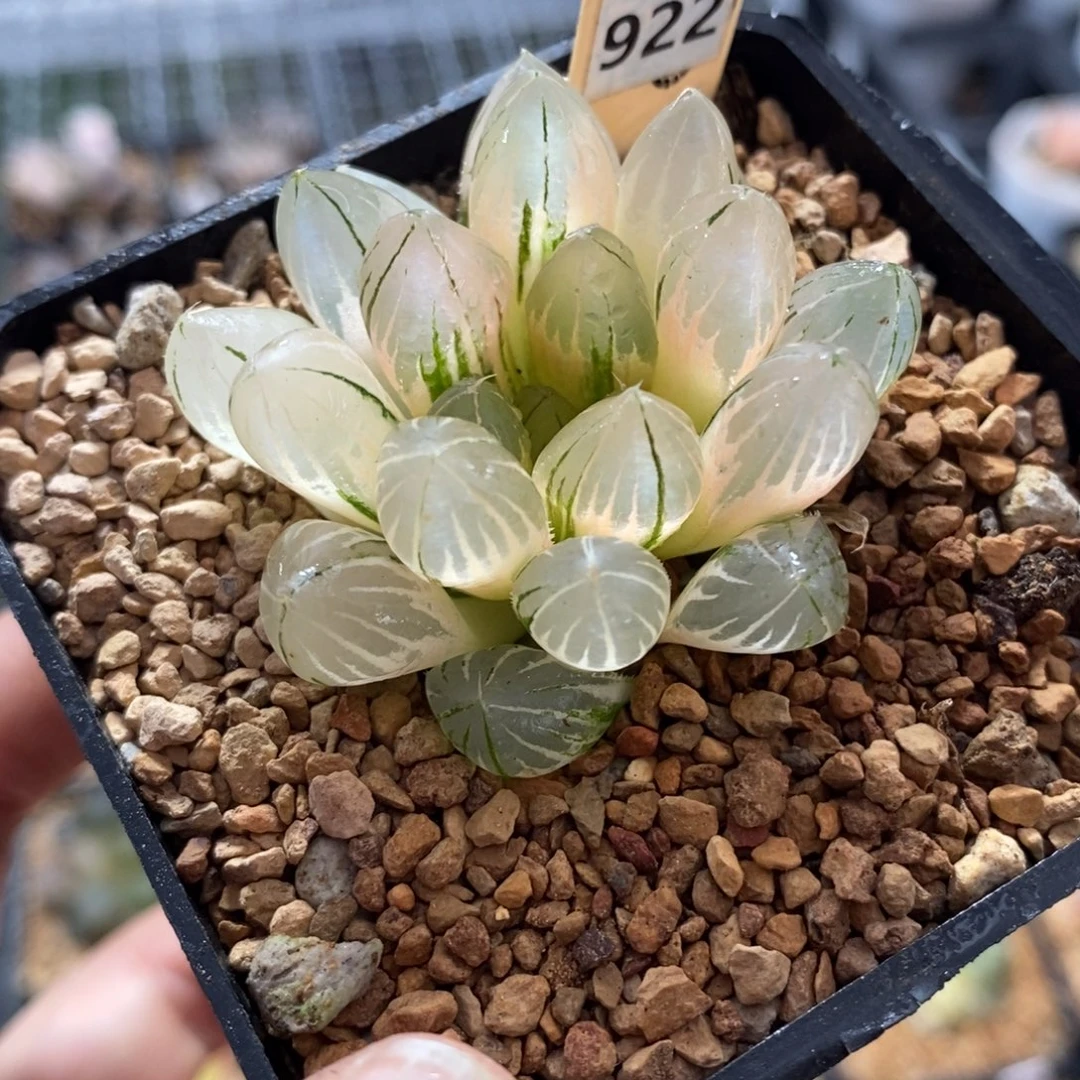 922霓虹灯玉露锦福利