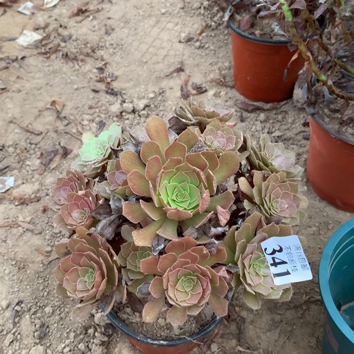 341桃花石手捧1号