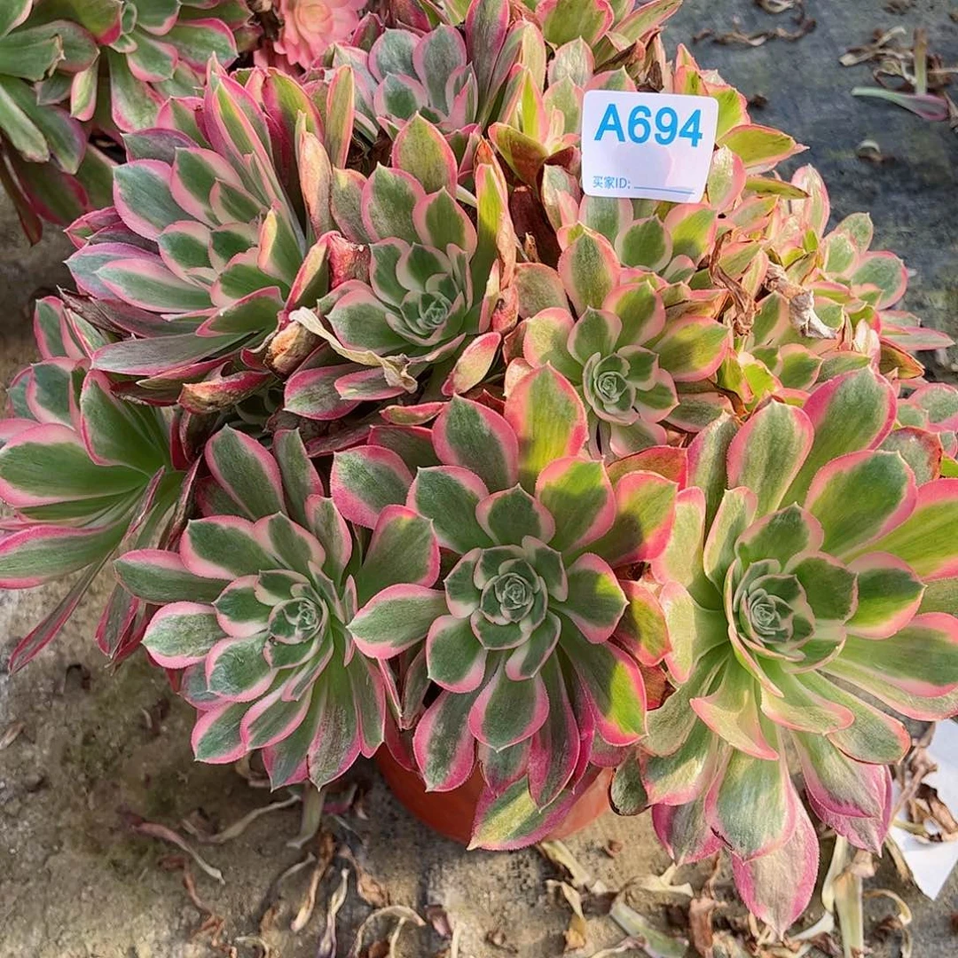多肉植物694多肉