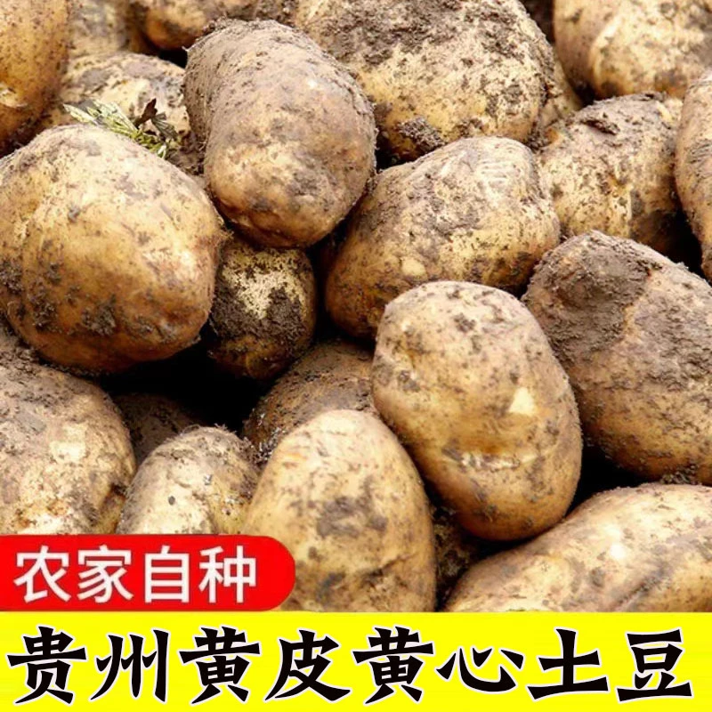 当季2025蔬菜洋芋现挖土豆新鲜5斤黄皮黄心大土豆马铃薯批发