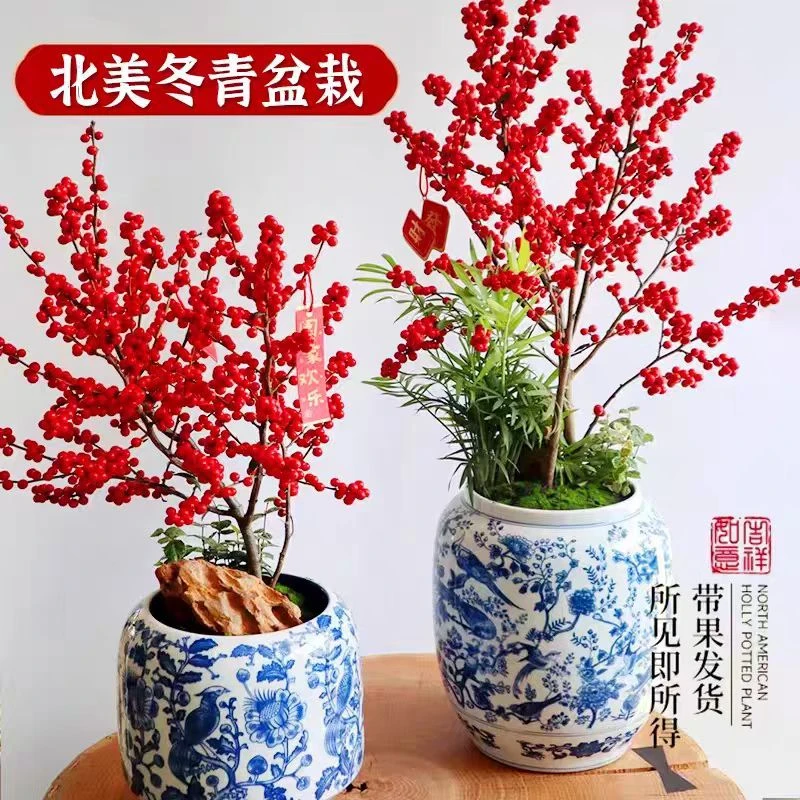 北美冬青树苗冬红果老桩别墅庭院客厅耐寒盆栽年宵风景树红豆冬青