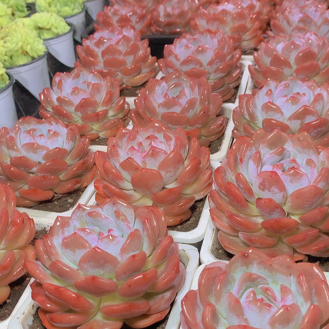 仙女橙2345677899000