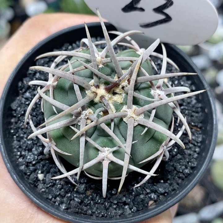 23号实生强刺碧岩玉4.5cm