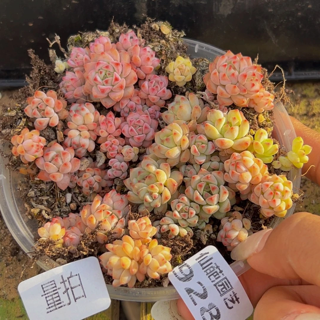 928多肉量拍发货火锅j