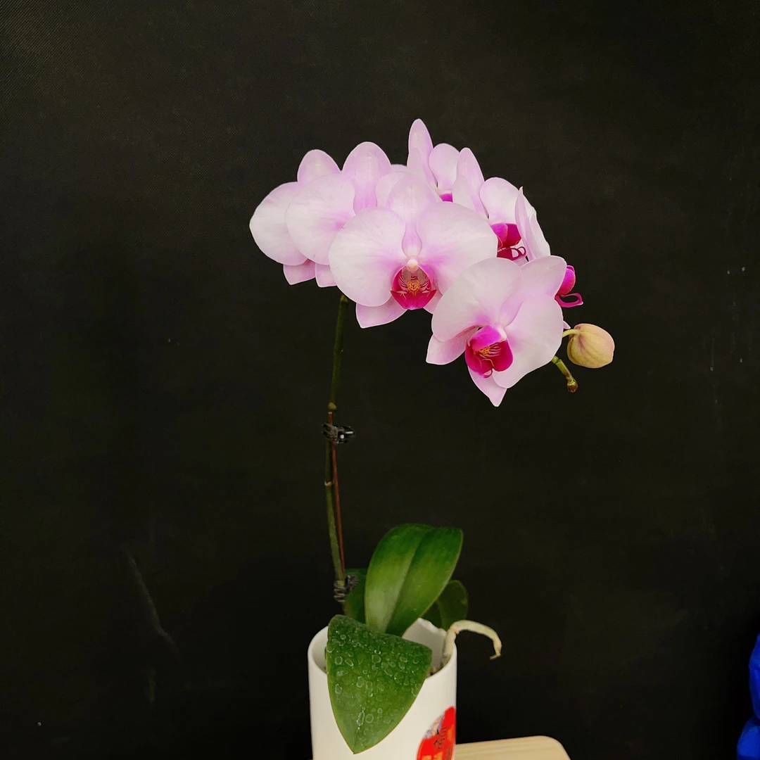 森境【杭州美女】蝴蝶兰（全花状态）