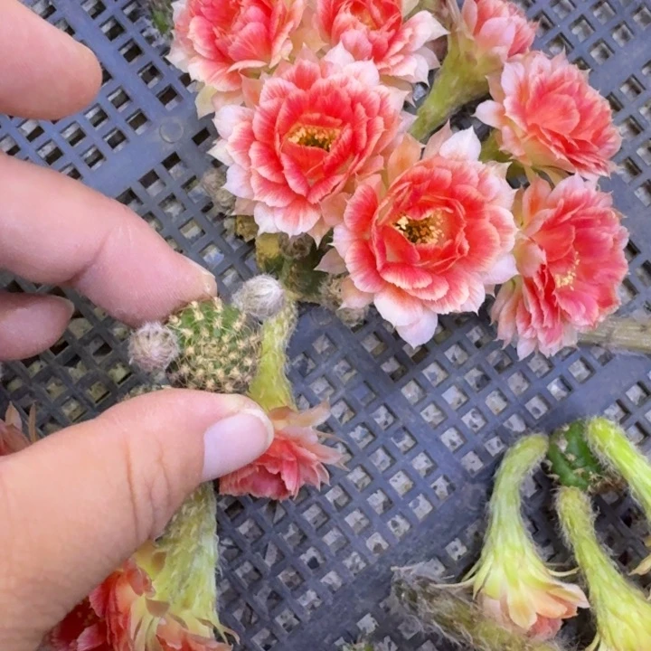 383丽花Rw2无根侧牙很小2公分左右