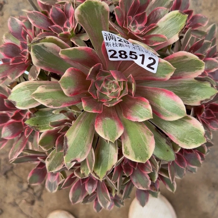 28512浣纱多肉植物