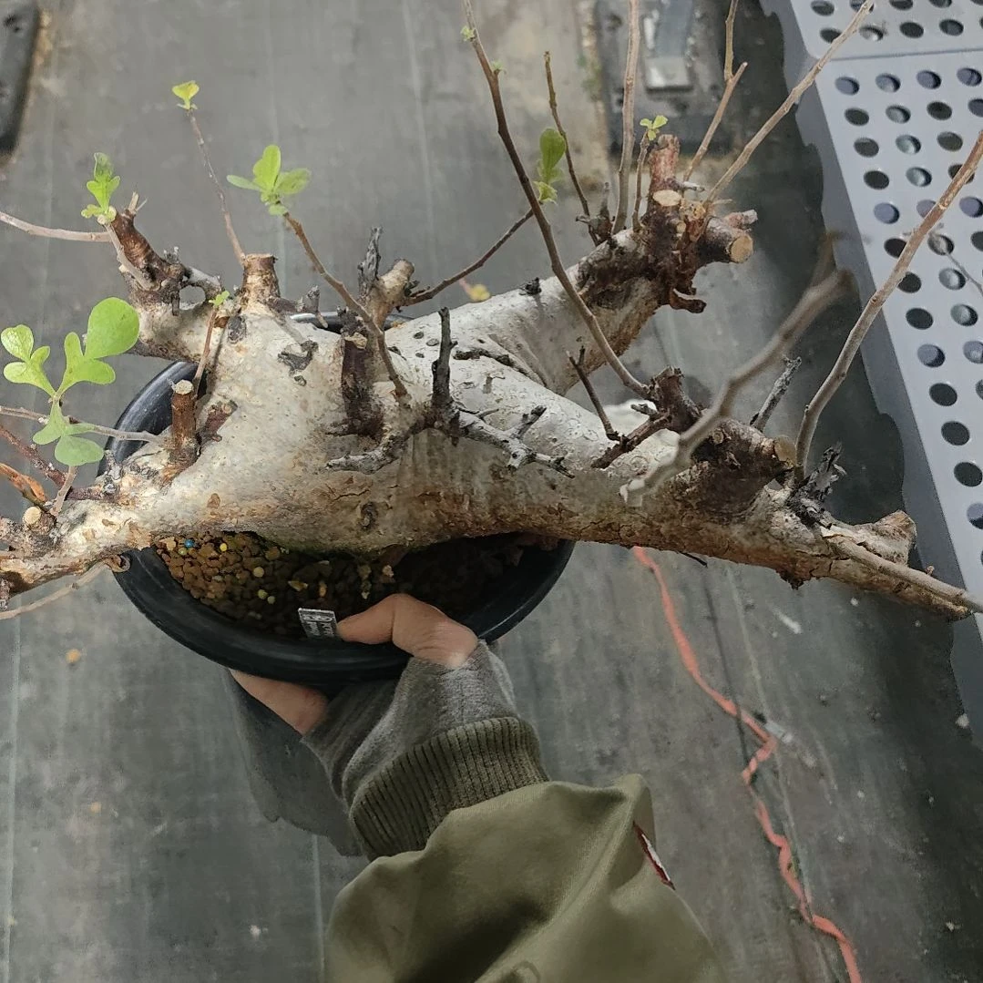 产地威迪橄榄熟桩可寄养