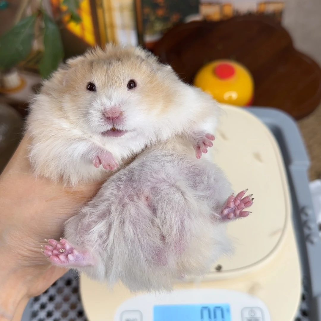 肉桂波弟弟8.08生145g