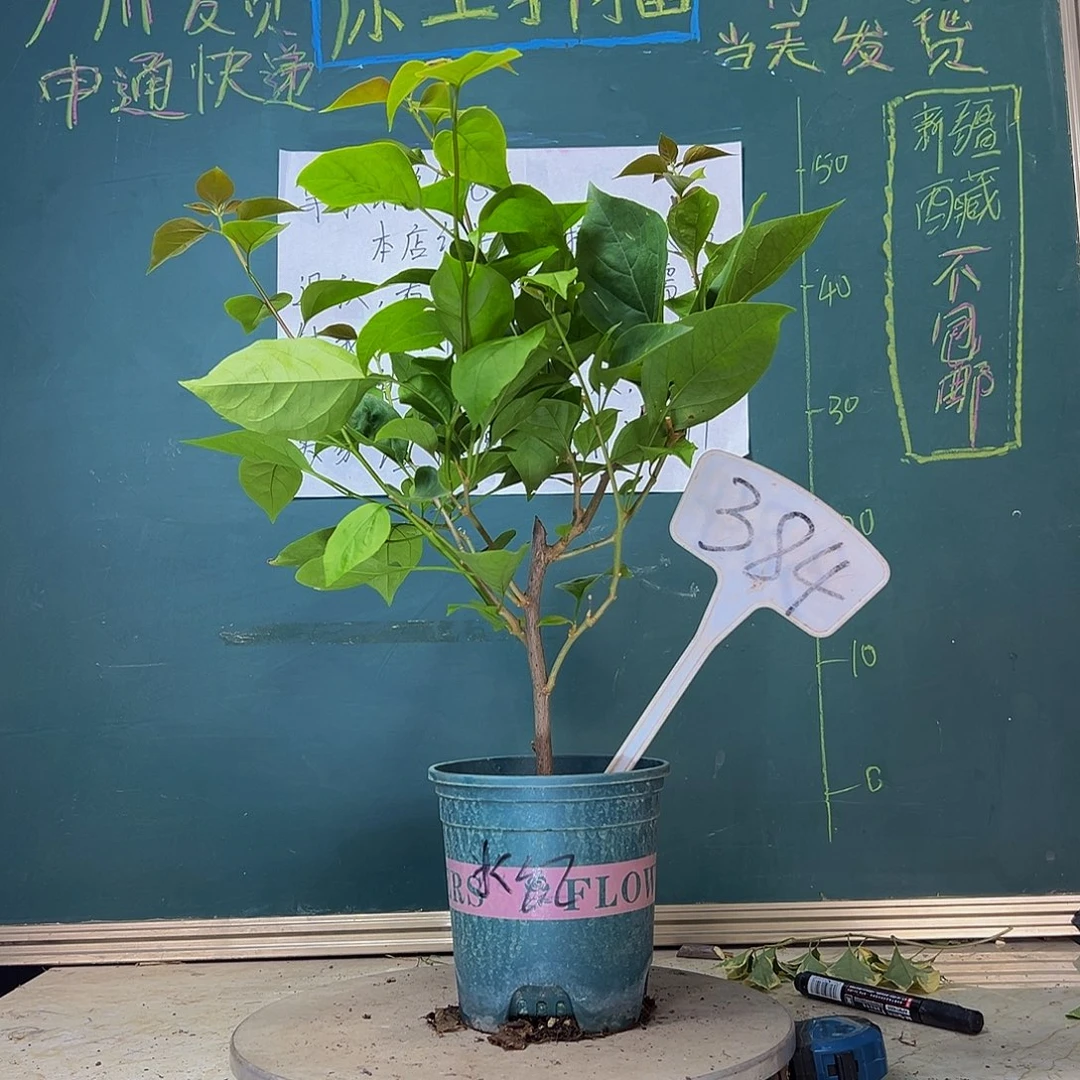 当前无花栽培后可以开花同安红384