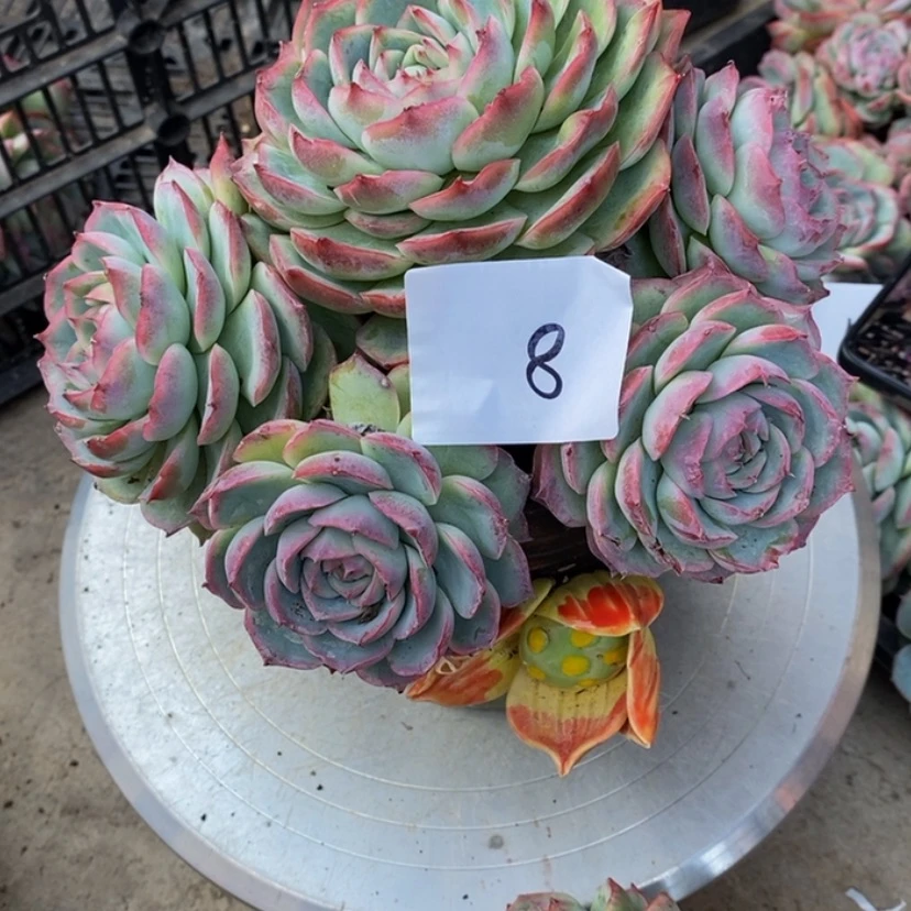 【闪购商品】玫*多肉植物