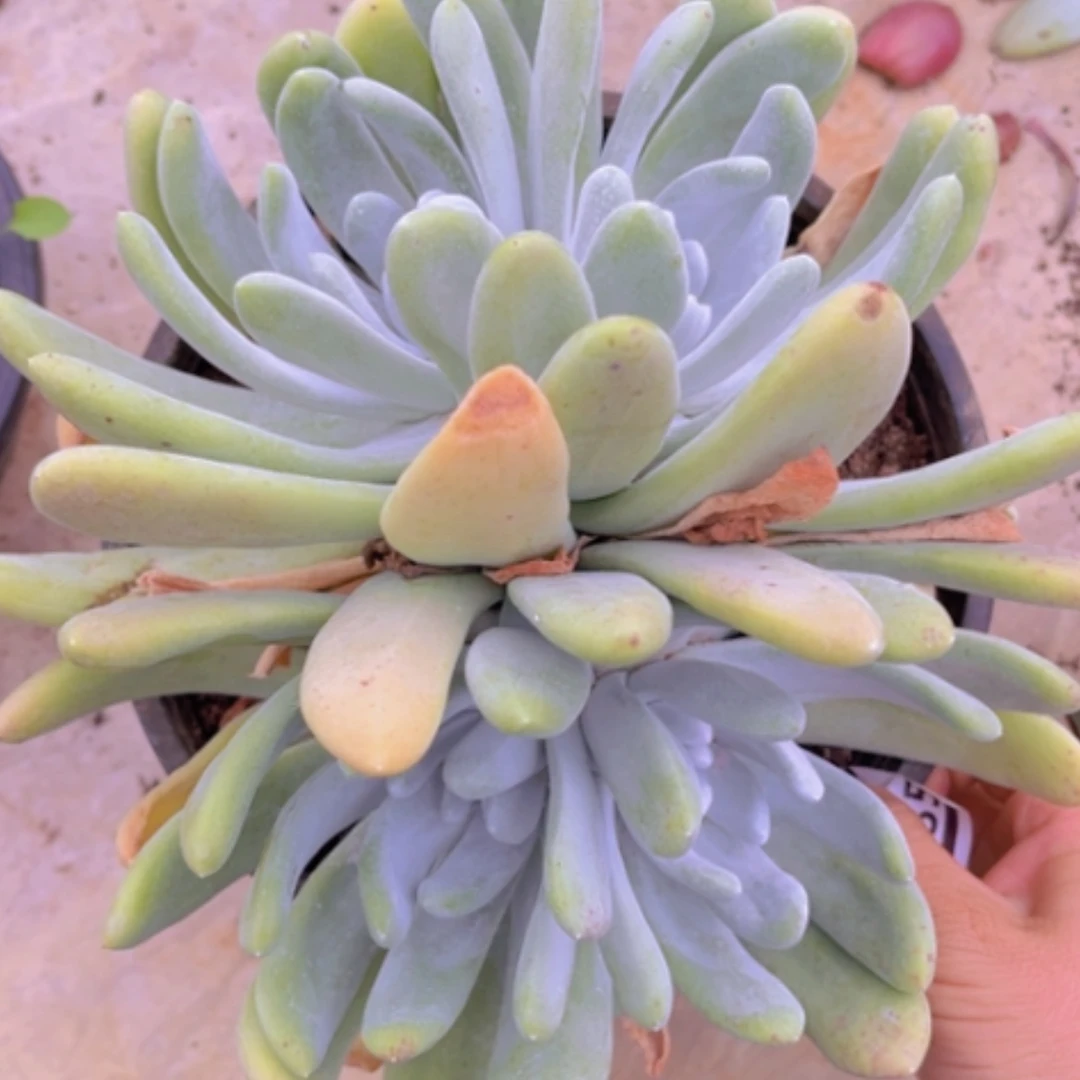 【闪购商品】拇指09235