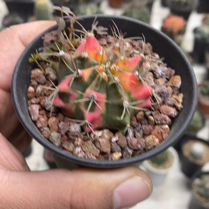 实生花蝴蝶牡丹锦