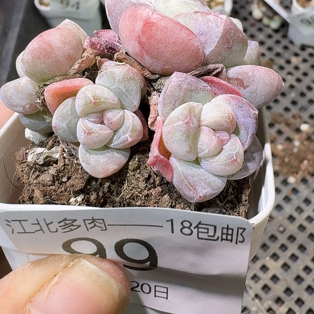 99 号到手1框一物一拍