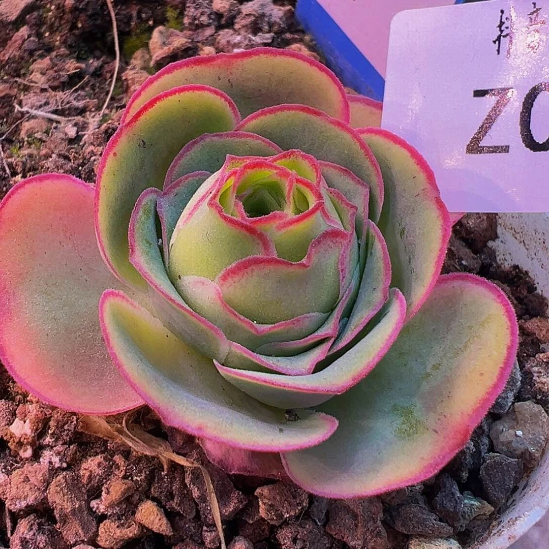 朱021 帕美至爱2-7 多肉