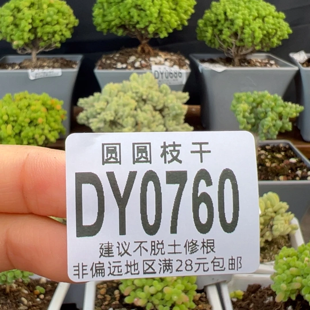 【闪购商品】半***亮dy0760小月亮预付