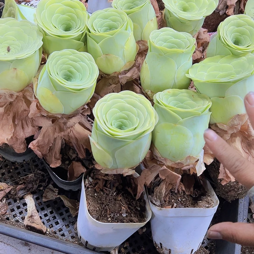 母本小玉大玫瑰一个