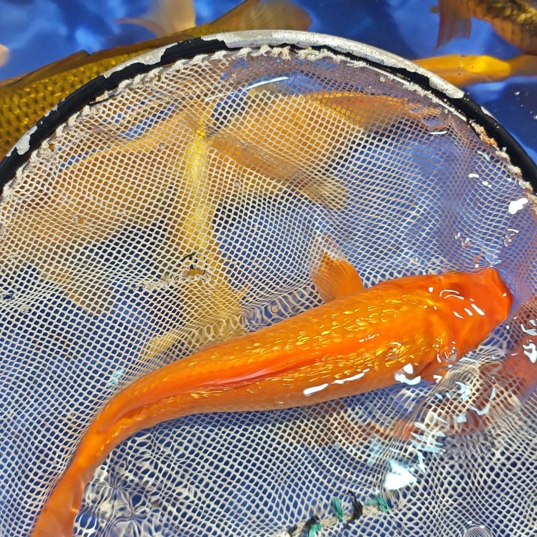 锦鲤10.24双十一大促