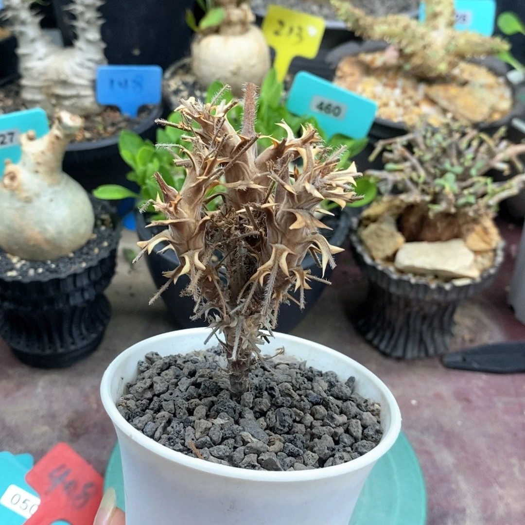 出云杨奎多肉植物
