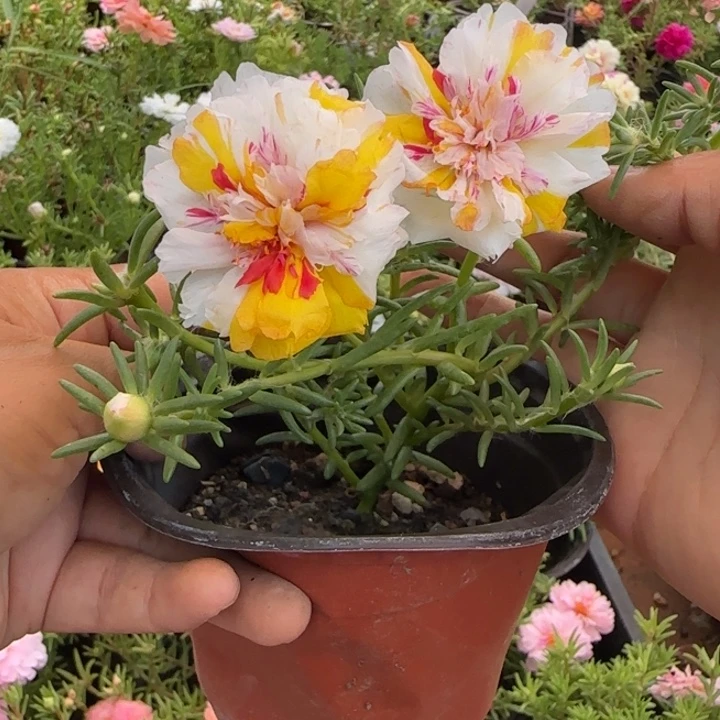 当前无花朵，栽培后可花朵量拍风月超小苗盆口10cm