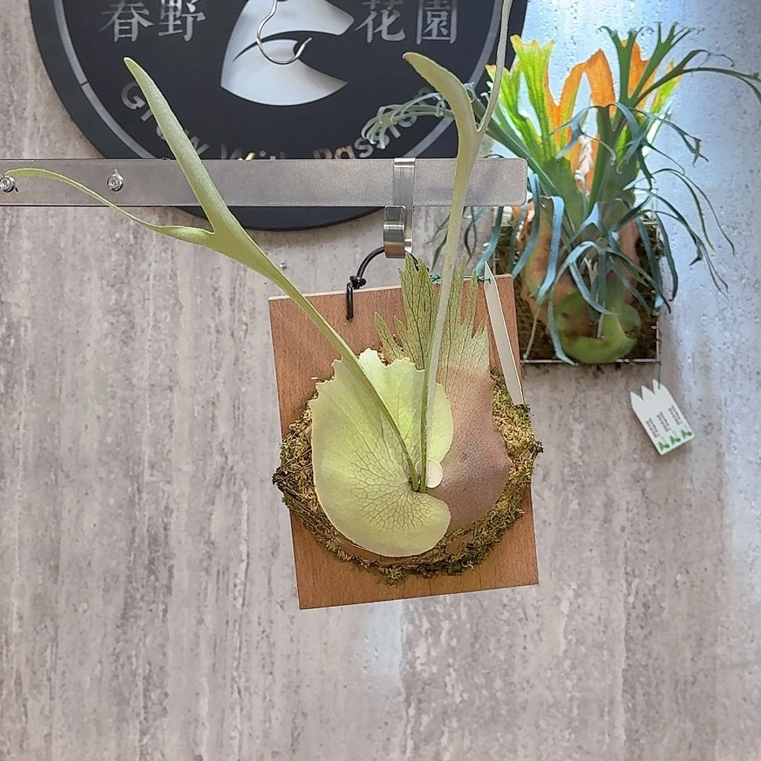 不开花植物北猴鹿角蕨