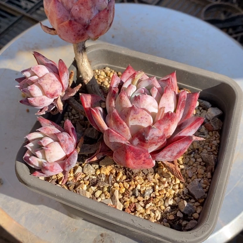 【闪购商品】H****9多肉植物的