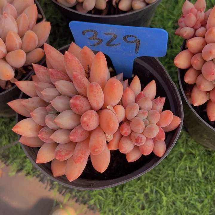 健健康康平平安安