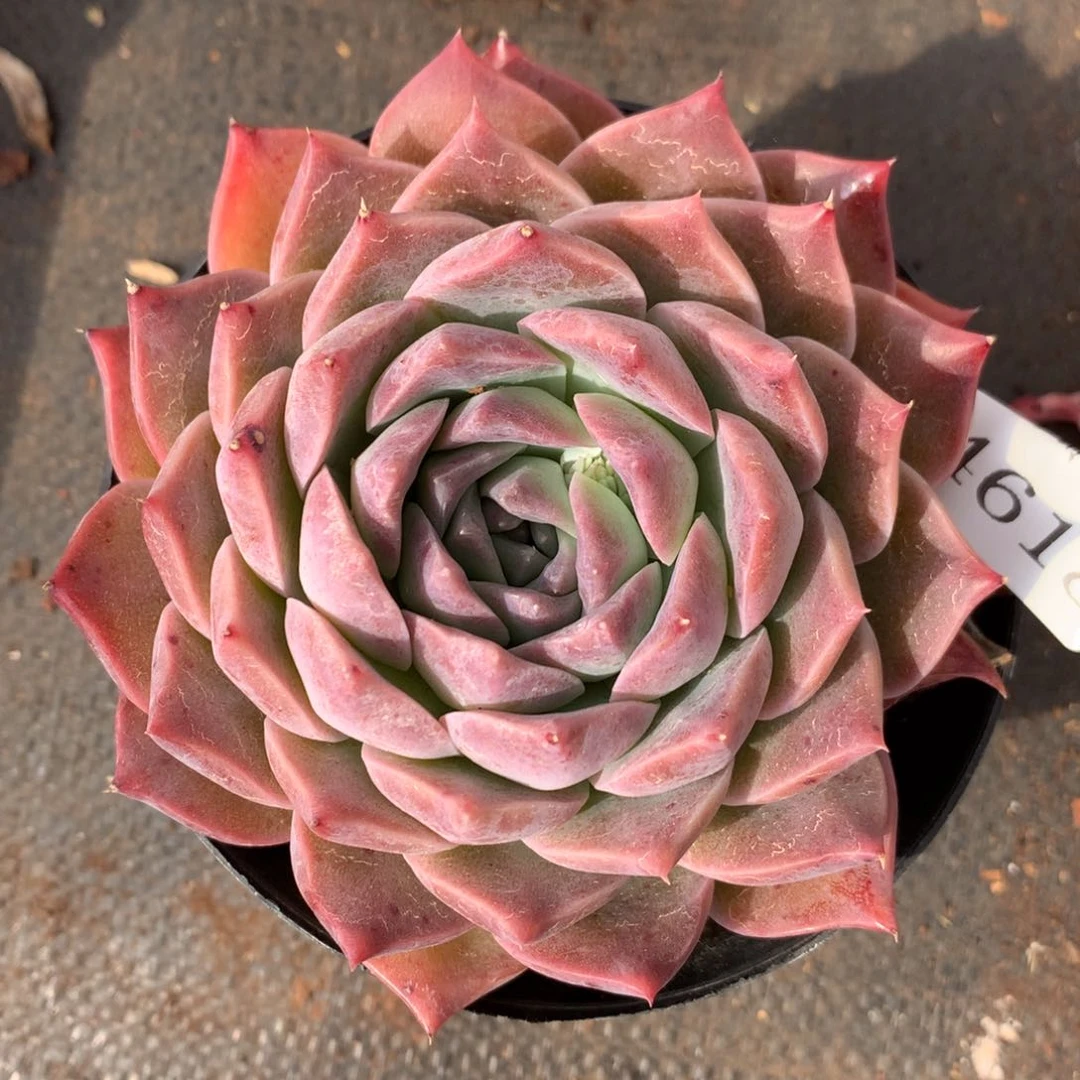 4618新年快乐发发发