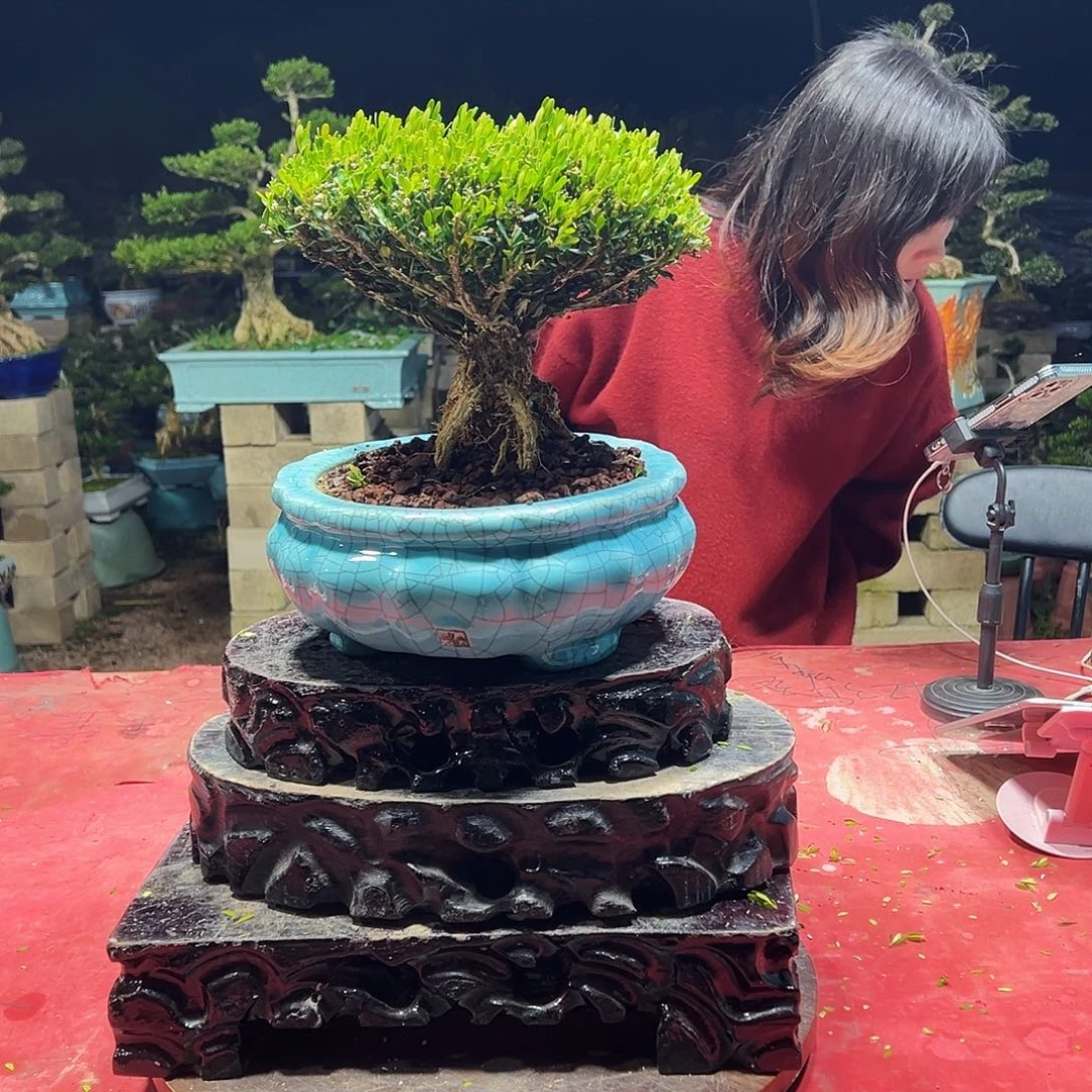 当前无花朵，栽培后可花朵