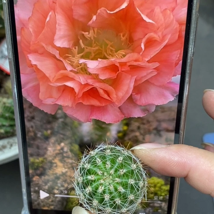 香香新侧芽2.5公分左右