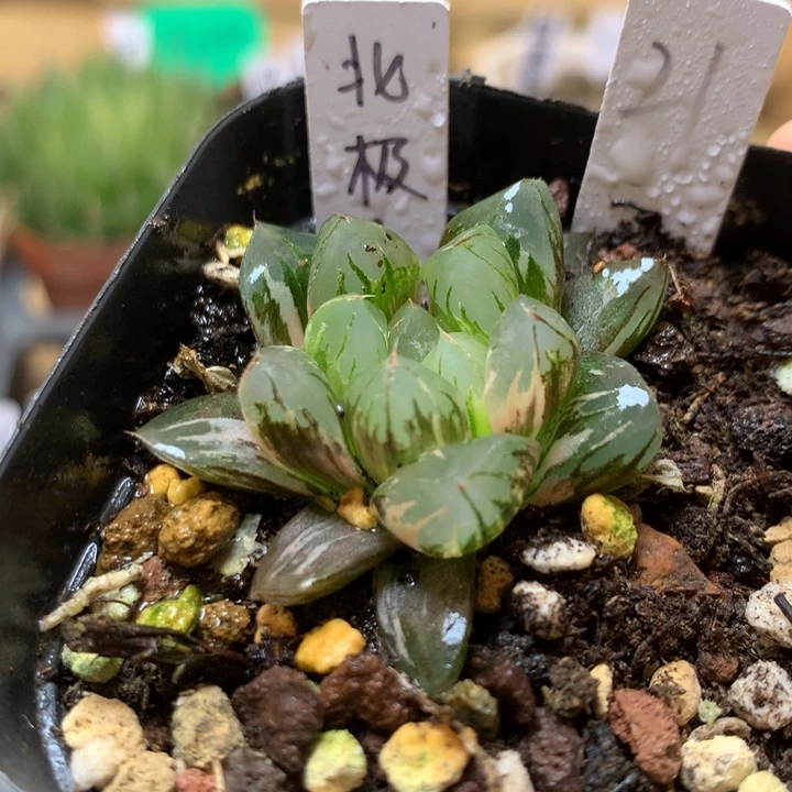 21号北极之光一物一拍