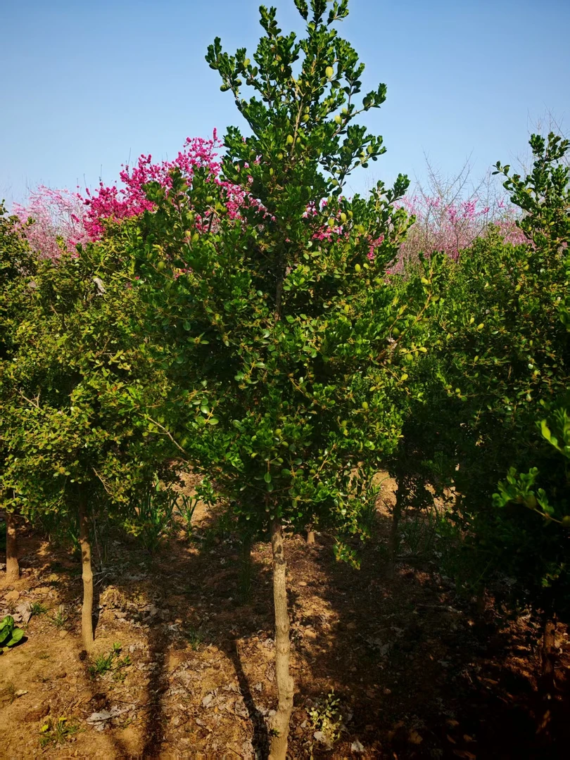 爪子黄杨树适合庭院别墅绿化景观四季常青耐寒耐热一物一拍