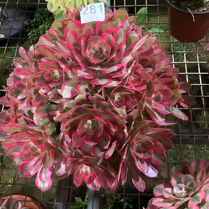 肥****多头法师法师多肉281