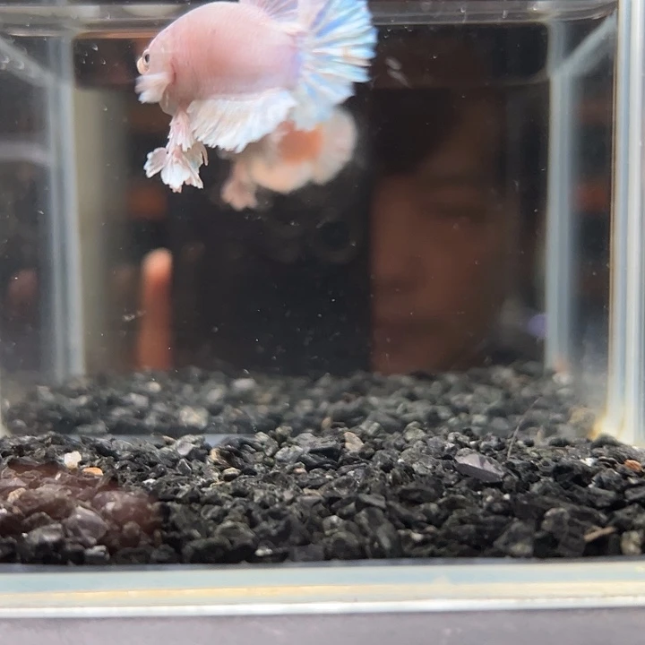 斗鱼竞拍跑单拉黑26日20