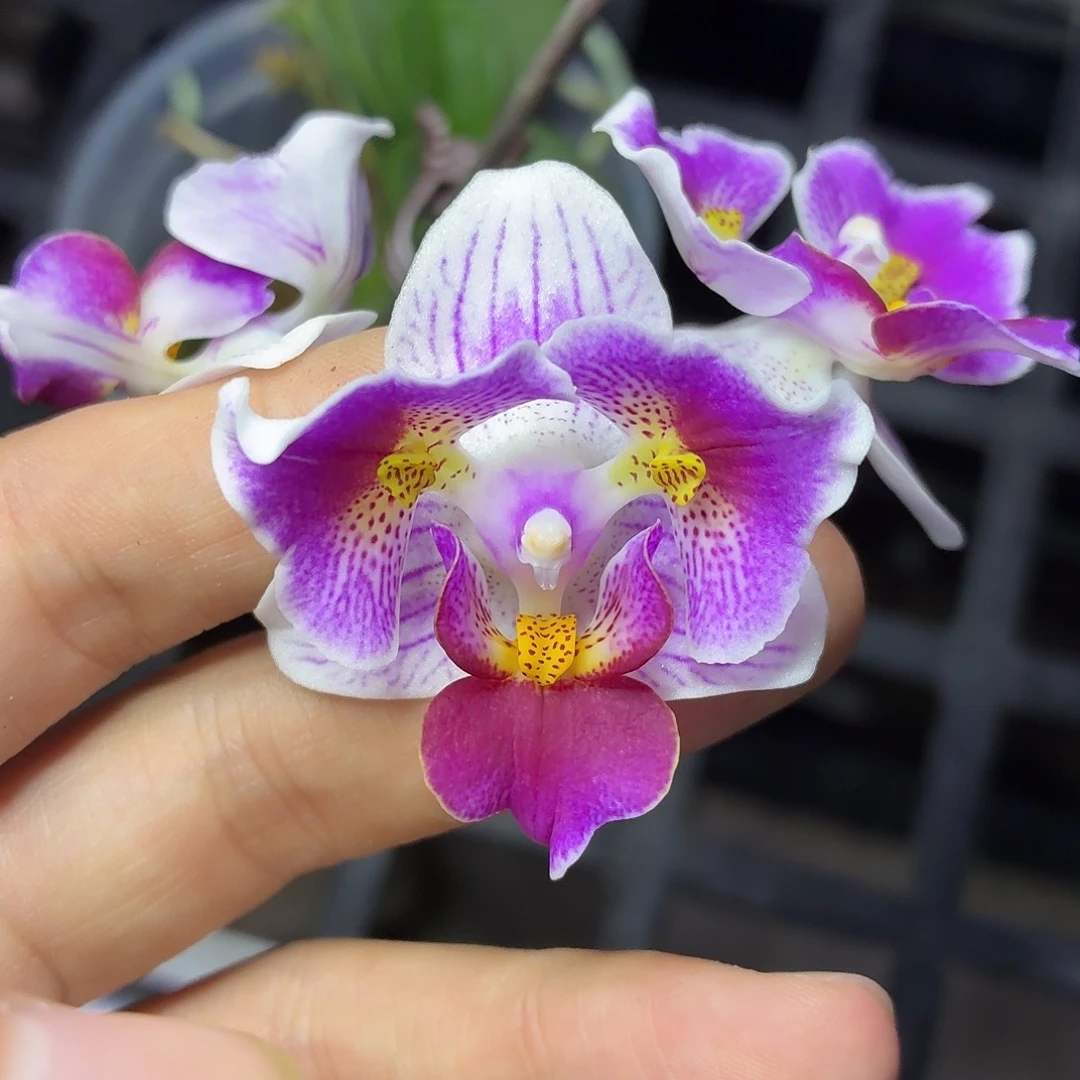 当前无花朵，栽培后可花朵A565