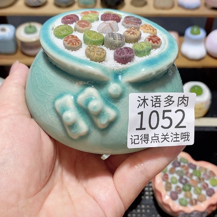 带盆土植物 精美盆栽1052