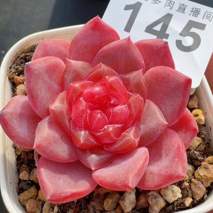 灯芯琥珀         精控精养多肉植物