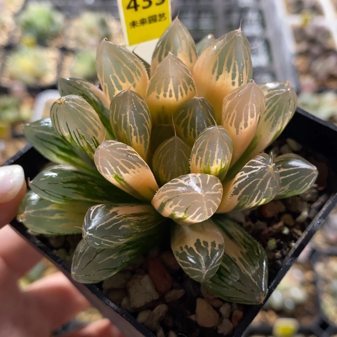 435湖斑胭脂玉露锦