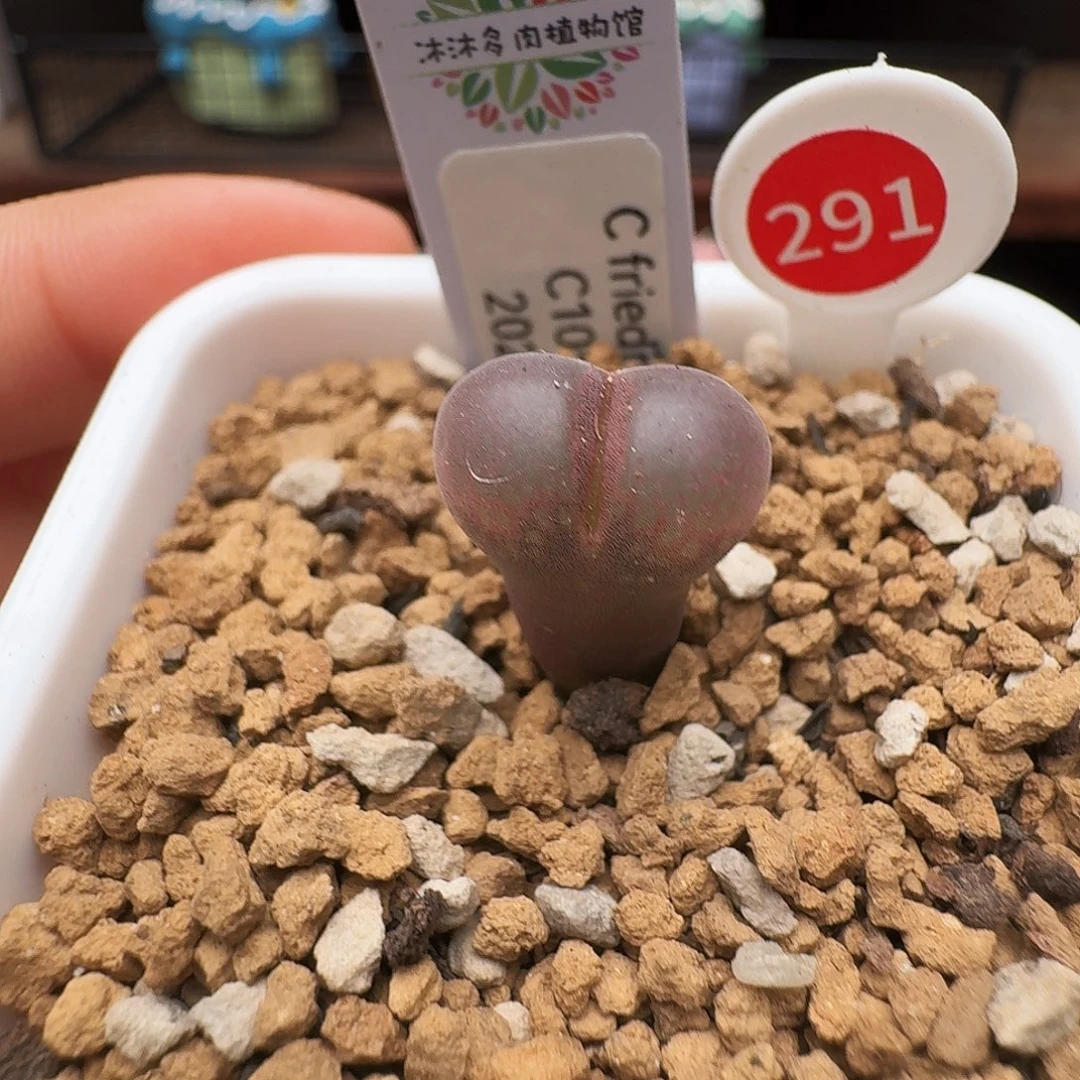 多肉植物福利风铃291