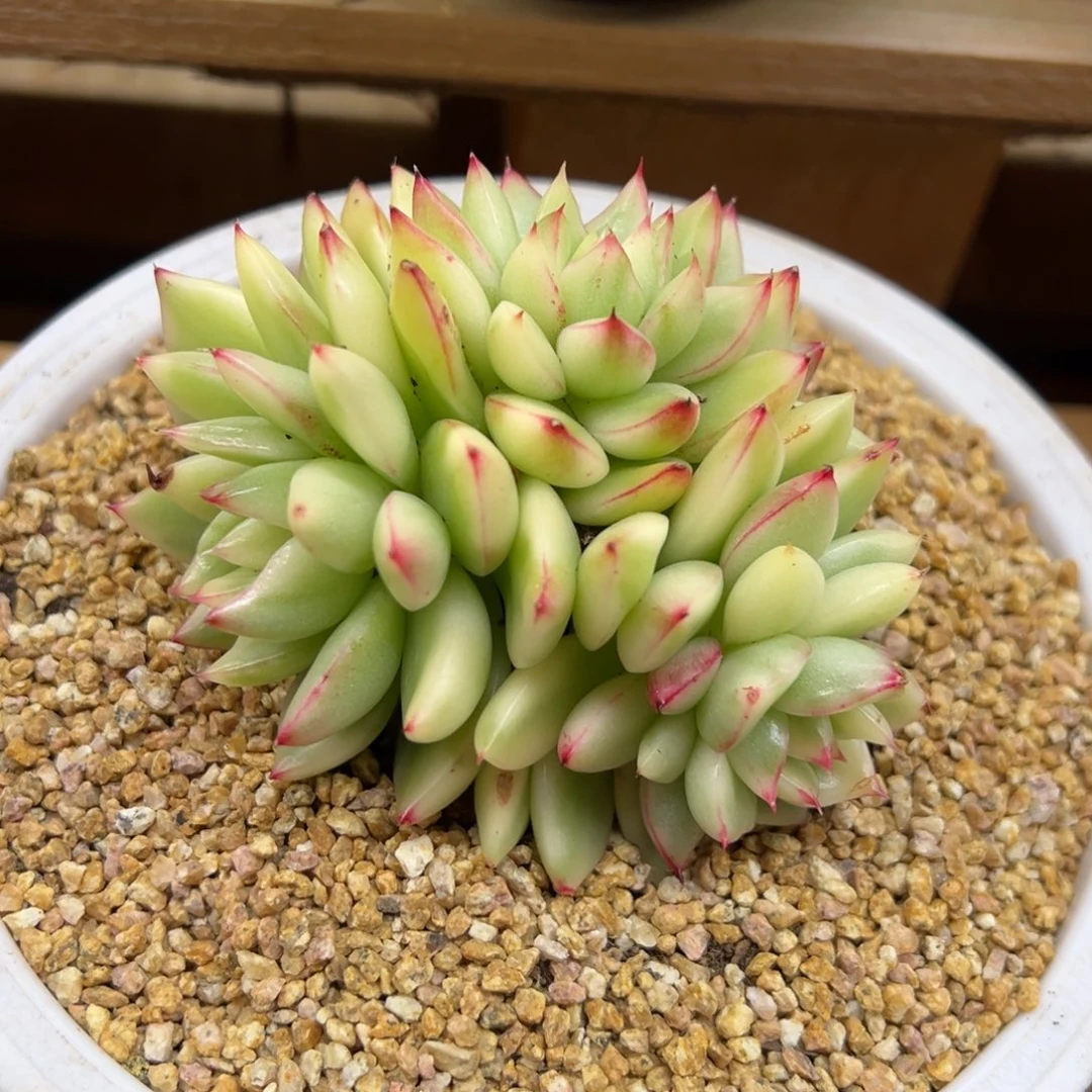 东云锦 群生 夏鸣园艺