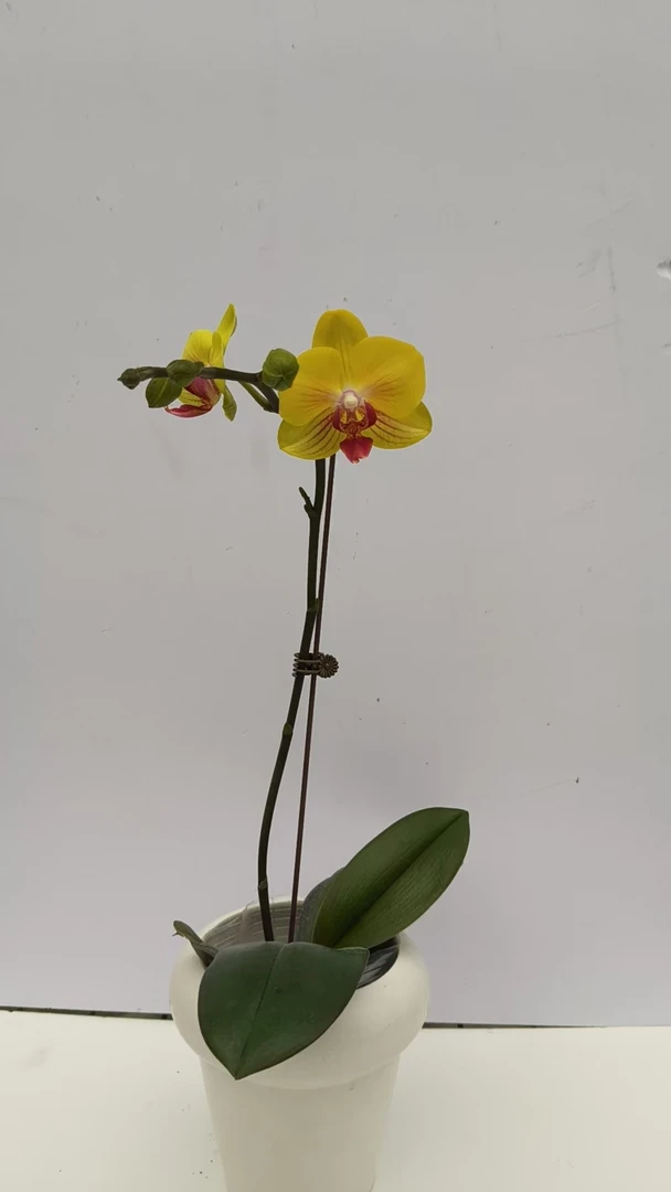 欢然花田培植蝴蝶兰（金公主福利）单梗花序短花量少